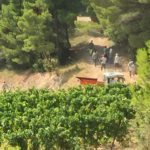 Harvest In The Middle Of The Pine Trees