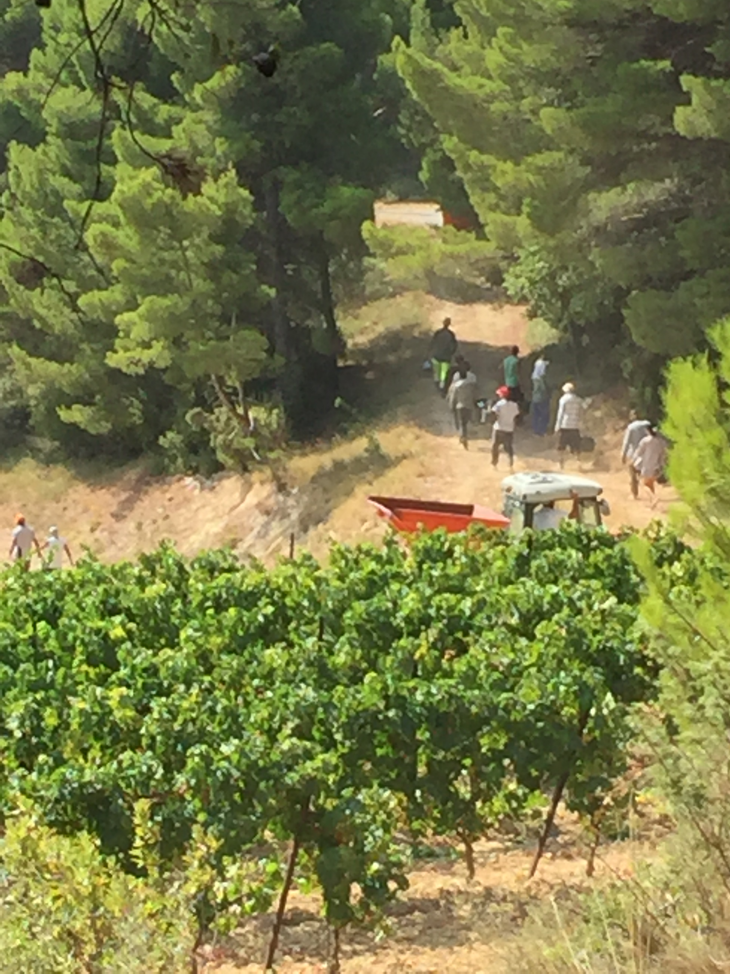 Harvest In The Middle Of The Pine Trees