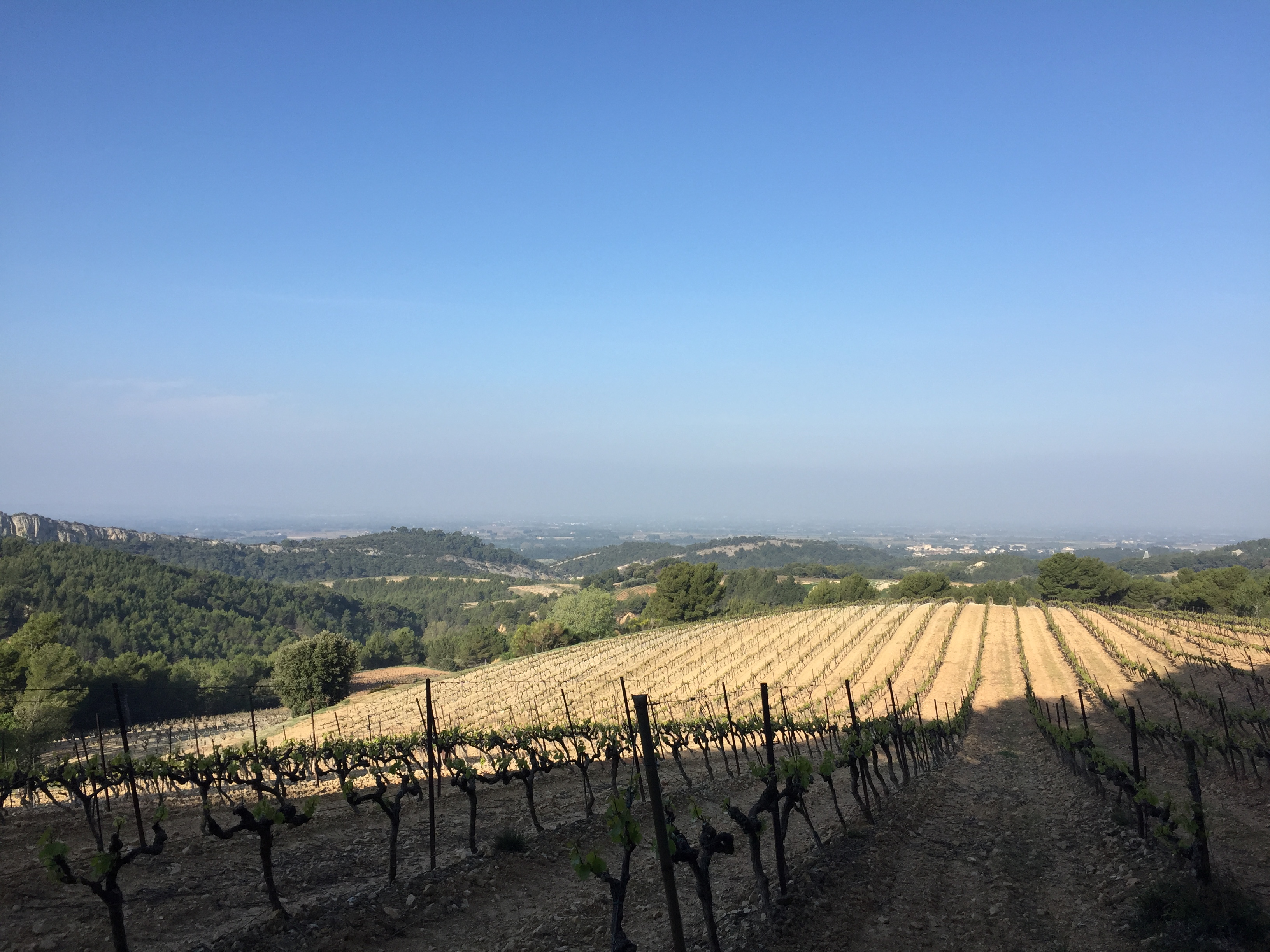Les Vignes