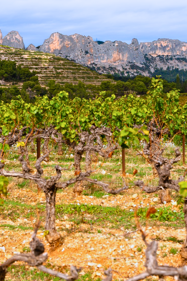 Le Domaine de durban beaumes de venise Dentelle de montmirail