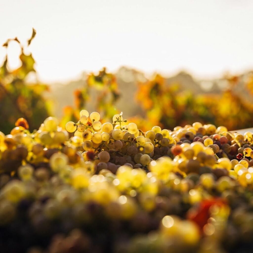 Muscat petits grains blancs Raisins domaine de durban