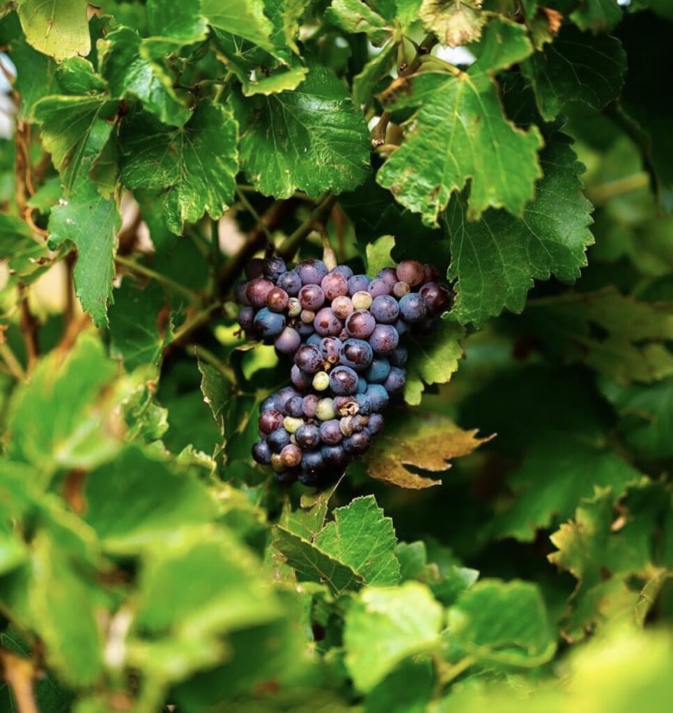 Raisins - rouge - domaine de durban